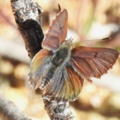 Paralucia crosbyi (Violet Copper Butterfly) at Rendezvous Creek, ACT - 7 Sep 2023 by JohnBundock