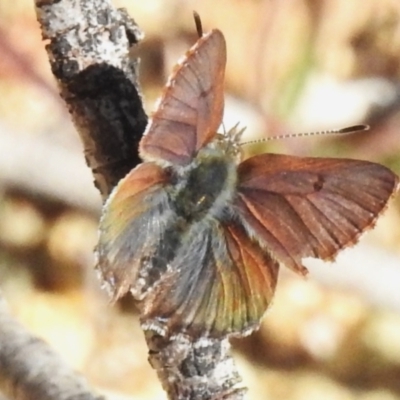 Paralucia spinifera (Bathurst or Purple Copper Butterfly) at Rendezvous Creek, ACT - 7 Sep 2023 by JohnBundock
