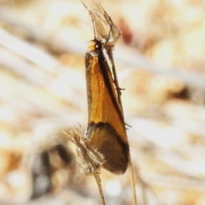 Philobota undescribed species near arabella (A concealer moth) at Namadgi National Park - 7 Sep 2023 by JohnBundock