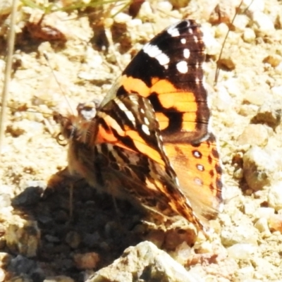 Vanessa kershawi (Australian Painted Lady) at Rendezvous Creek, ACT - 7 Sep 2023 by JohnBundock