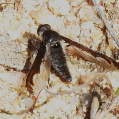 Aleucosia sp. (genus) (Bee Fly) at Rendezvous Creek, ACT - 7 Sep 2023 by JohnBundock