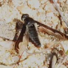 Aleucosia sp. (genus) (Bee Fly) at Rendezvous Creek, ACT - 7 Sep 2023 by JohnBundock