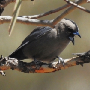 Artamus cyanopterus at Rendezvous Creek, ACT - 7 Sep 2023