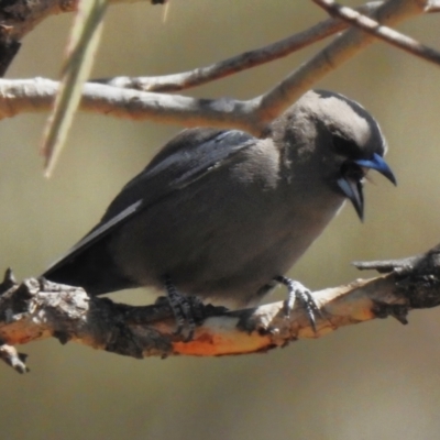 Artamus cyanopterus cyanopterus (Dusky Woodswallow) at Rendezvous Creek, ACT - 7 Sep 2023 by JohnBundock