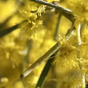 Chlorocoma (genus) at Russell, ACT - 7 Sep 2023