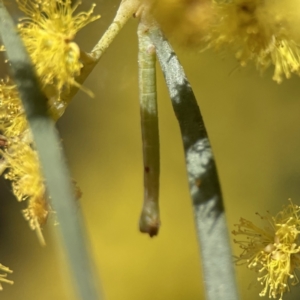 Chlorocoma (genus) at Russell, ACT - 7 Sep 2023