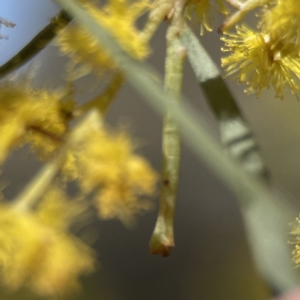 Chlorocoma (genus) at Russell, ACT - 7 Sep 2023