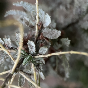 Lehtinelagia sp. (genus) at Russell, ACT - 7 Sep 2023