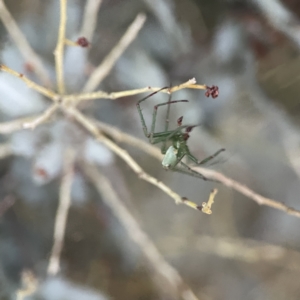 Lehtinelagia sp. (genus) at Russell, ACT - 7 Sep 2023