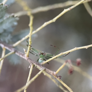 Lehtinelagia sp. (genus) at Russell, ACT - 7 Sep 2023