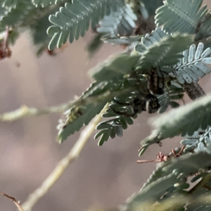 Sandalodes bipenicillatus at Russell, ACT - 7 Sep 2023