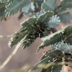 Sandalodes bipenicillatus at Russell, ACT - 7 Sep 2023