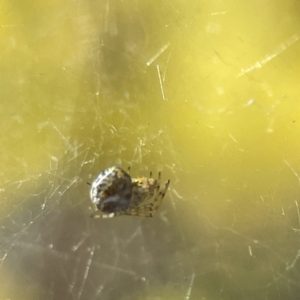 Parasteatoda sp. (genus) at Russell, ACT - 7 Sep 2023