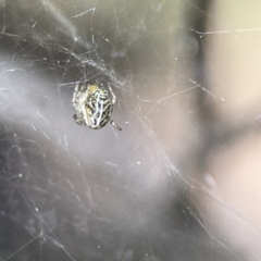 Parasteatoda sp. (genus) at Russell, ACT - 7 Sep 2023 11:12 AM