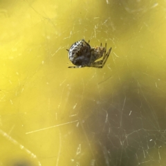 Parasteatoda sp. (genus) at Russell, ACT - 7 Sep 2023