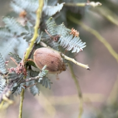 Paropsis atomaria (Eucalyptus leaf beetle) at Russell, ACT - 7 Sep 2023 by Hejor1