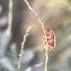 Paropsis atomaria at Russell, ACT - 7 Sep 2023 05:03 PM