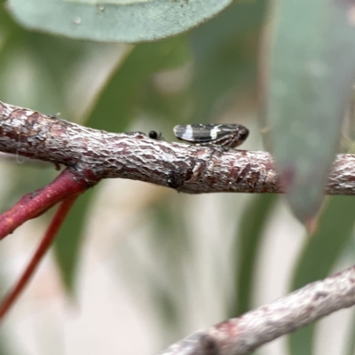 Eurymeloides punctata (Gumtree hopper) at Russell, ACT - 7 Sep 2023 by Hejor1