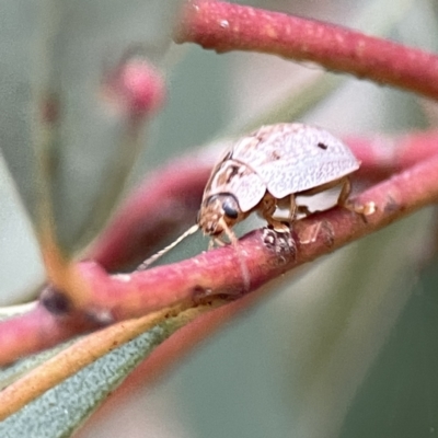 Paropsisterna m-fuscum (Eucalyptus Leaf Beetle) at Russell, ACT - 7 Sep 2023 by Hejor1