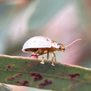 Paropsisterna m-fuscum at Russell, ACT - 7 Sep 2023