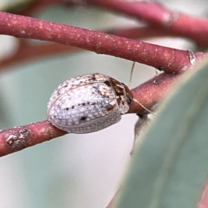 Paropsisterna m-fuscum at Russell, ACT - 7 Sep 2023