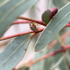 Paropsisterna m-fuscum at Russell, ACT - 7 Sep 2023