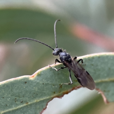 Unidentified Parasitic wasp (numerous families) at Russell, ACT - 7 Sep 2023 by Hejor1