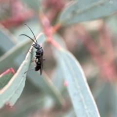 Myrmecia sp., pilosula-group at Russell, ACT - 7 Sep 2023 04:54 PM