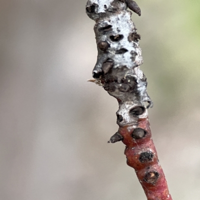 Unidentified Eucalyptus Gall at Russell, ACT - 7 Sep 2023 by Hejor1