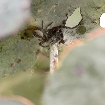 Unidentified Orb-weaving spider (several families) at Russell, ACT - 7 Sep 2023 by Hejor1