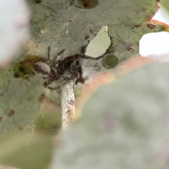 Thomisidae (family) at Russell, ACT - 7 Sep 2023