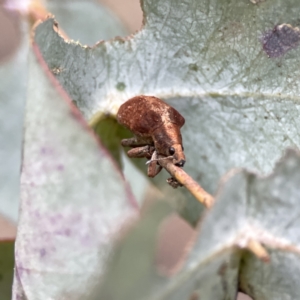 Gonipterus sp. (genus) at Russell, ACT - 7 Sep 2023