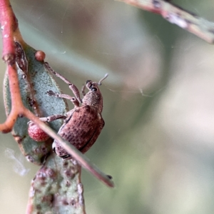 Gonipterus sp. (genus) at Russell, ACT - 7 Sep 2023