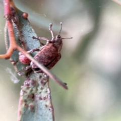 Gonipterus sp. (genus) at Russell, ACT - 7 Sep 2023