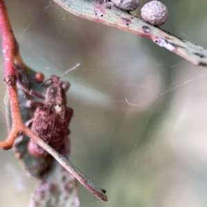 Gonipterus sp. (genus) at Russell, ACT - 7 Sep 2023