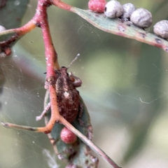 Gonipterus sp. (genus) at Russell, ACT - 7 Sep 2023