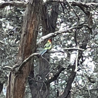 Platycercus eximius (Eastern Rosella) at Russell, ACT - 7 Sep 2023 by Hejor1