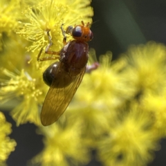 Rhagadolyra magnicornis (Lauxaniid fly) at Russell, ACT - 7 Sep 2023 by Hejor1