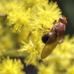 Rhagadolyra magnicornis at Russell, ACT - 7 Sep 2023