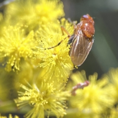 Rhagadolyra magnicornis at Russell, ACT - 7 Sep 2023