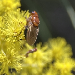 Rhagadolyra magnicornis at Russell, ACT - 7 Sep 2023