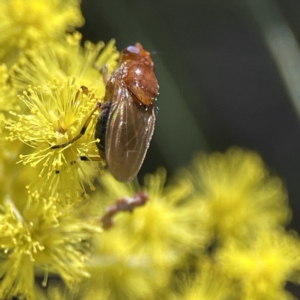 Rhagadolyra magnicornis at Russell, ACT - 7 Sep 2023