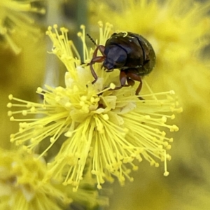 Cryptocephalinae (sub-family) at Russell, ACT - 7 Sep 2023