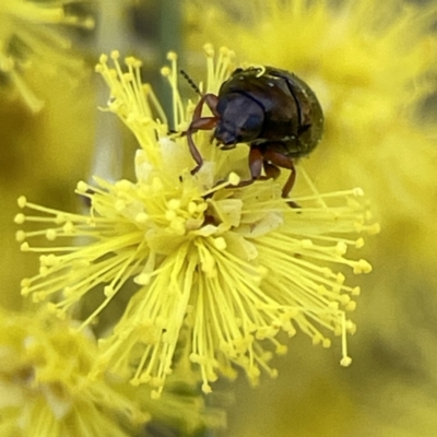 Cryptocephalinae (sub-family) (A case-bearing leaf beetle) at Russell, ACT - 7 Sep 2023 by Hejor1
