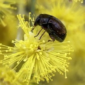 Cryptocephalinae (sub-family) at Russell, ACT - 7 Sep 2023 11:10 AM