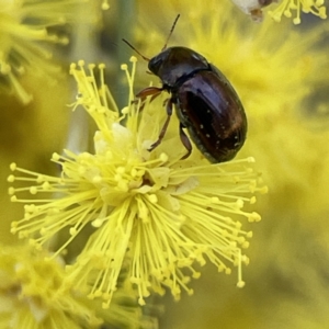 Cryptocephalinae (sub-family) at Russell, ACT - 7 Sep 2023 11:10 AM