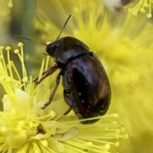 Cryptocephalinae (sub-family) at Russell, ACT - 7 Sep 2023 11:10 AM