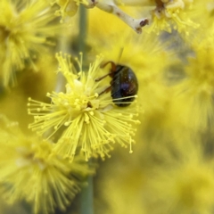 Cryptocephalinae (sub-family) at Russell, ACT - 7 Sep 2023