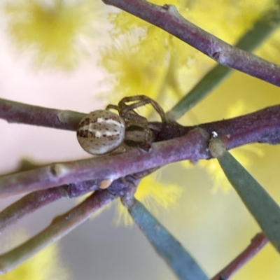 Unidentified Other hunting spider at Russell, ACT - 7 Sep 2023 by Hejor1