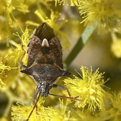 Oechalia schellenbergii (Spined Predatory Shield Bug) at Russell, ACT - 7 Sep 2023 by Hejor1